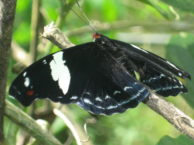 costa rica_gt-watwpIMG_0477-1