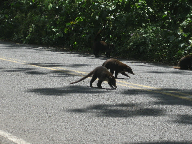 costa rica_gt-watwpIMG_0811