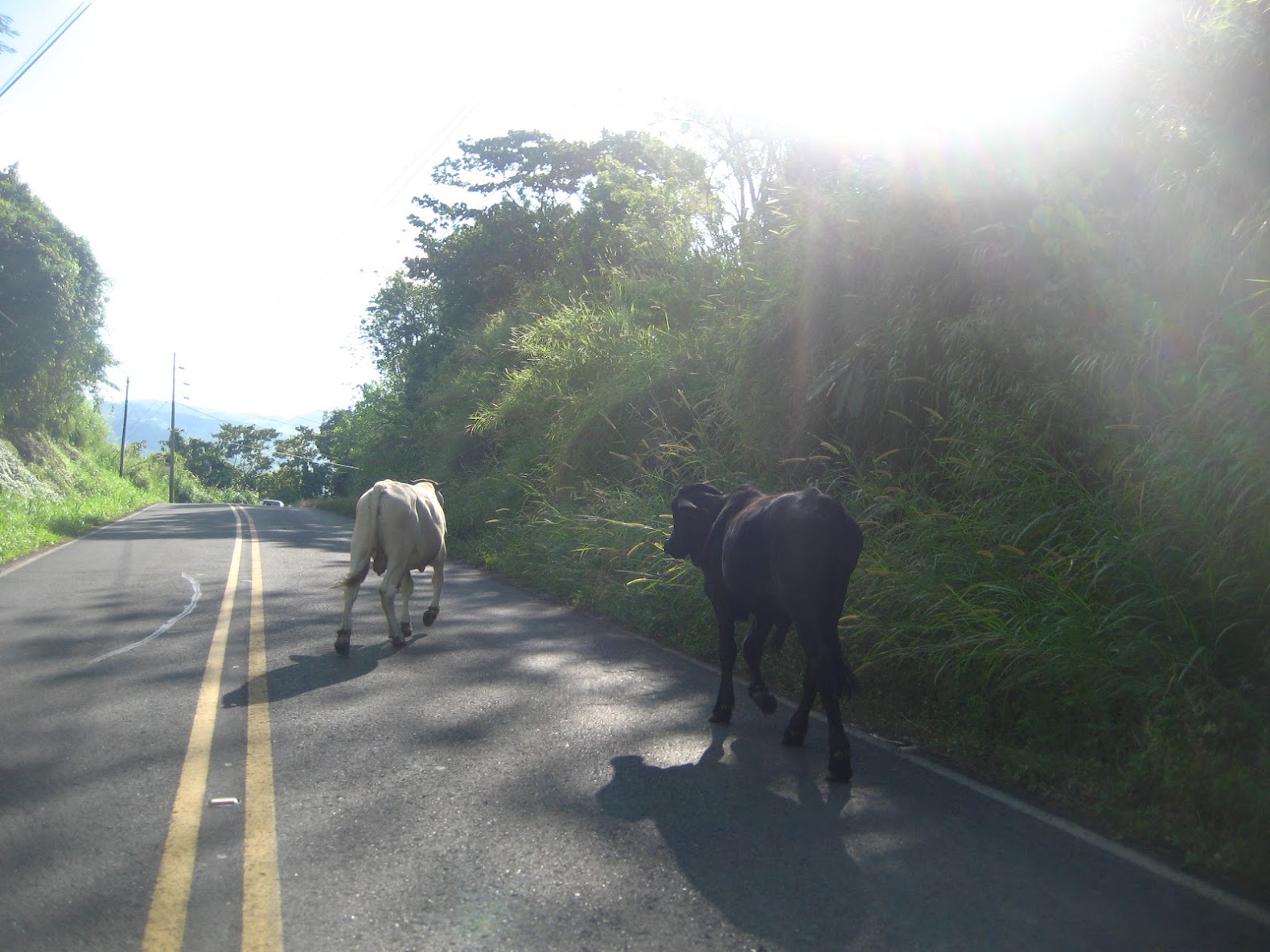 costa rica_gt-watwpIMG_1186