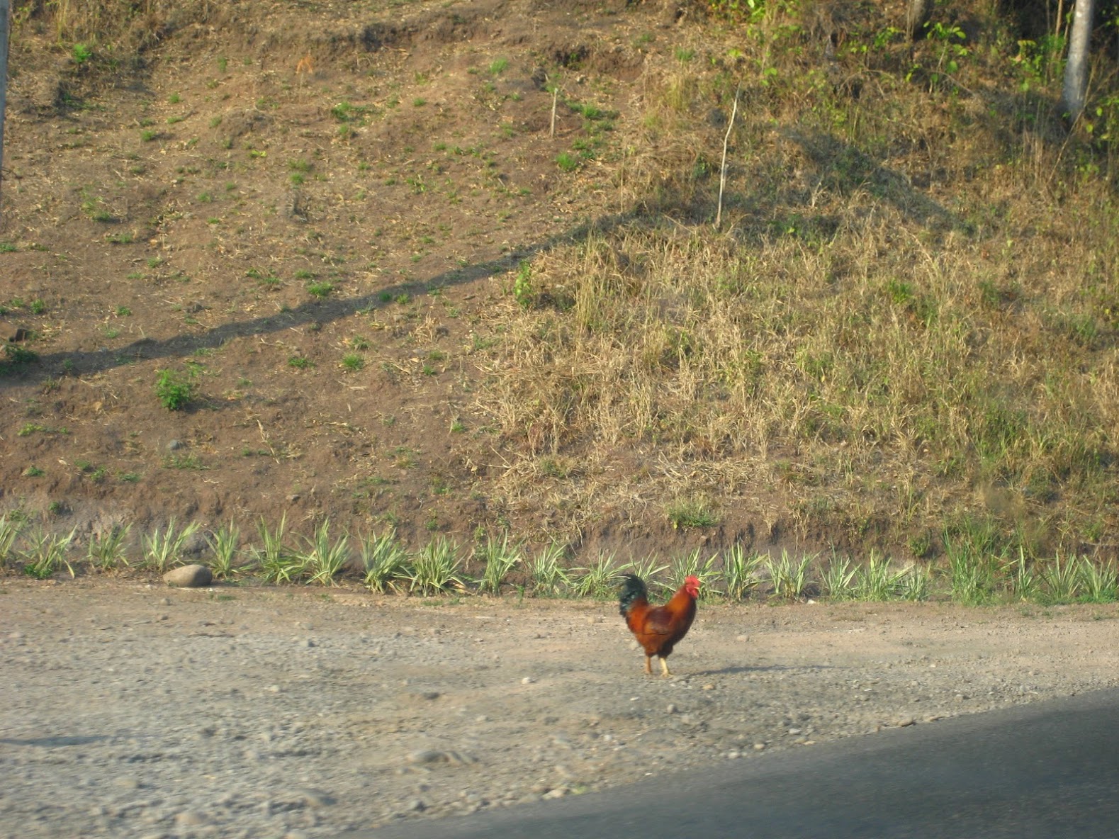 costa rica_gt-watwpIMG_1310